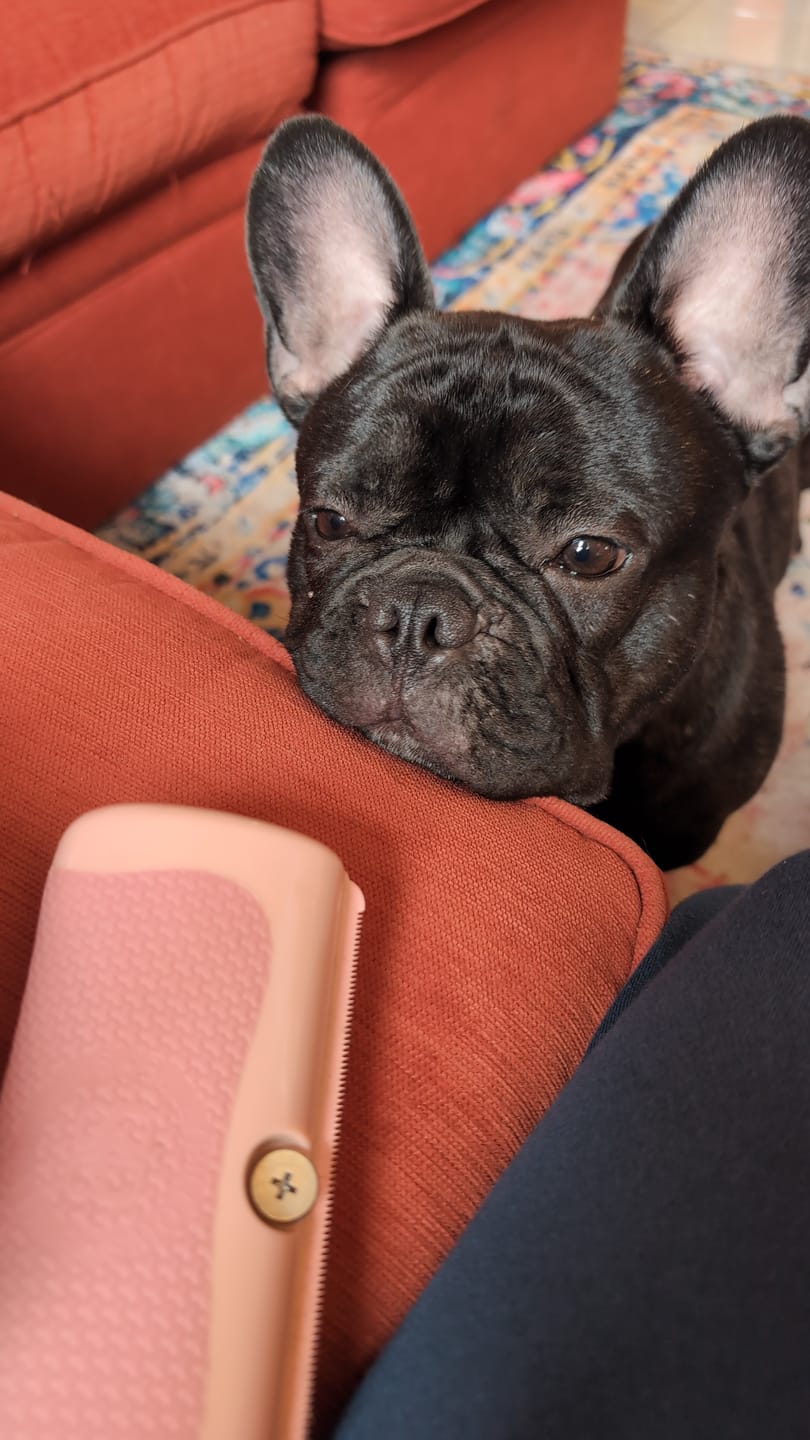Customer photo review of Dog Deshedding Comb - Dog, Horse & Cat - Pink