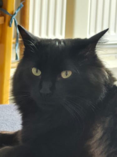 Avis photo d'un client sur Croquettes Chat Stérilisé Sans Céréales - Poulet