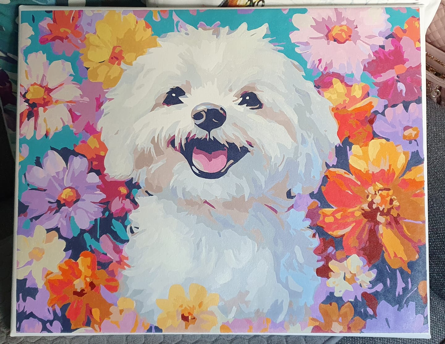 Customer photo review of Bichon Frise
