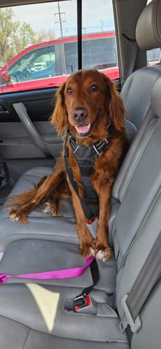 Customer photo review of Petsmont Buddy Guard Medium Dog