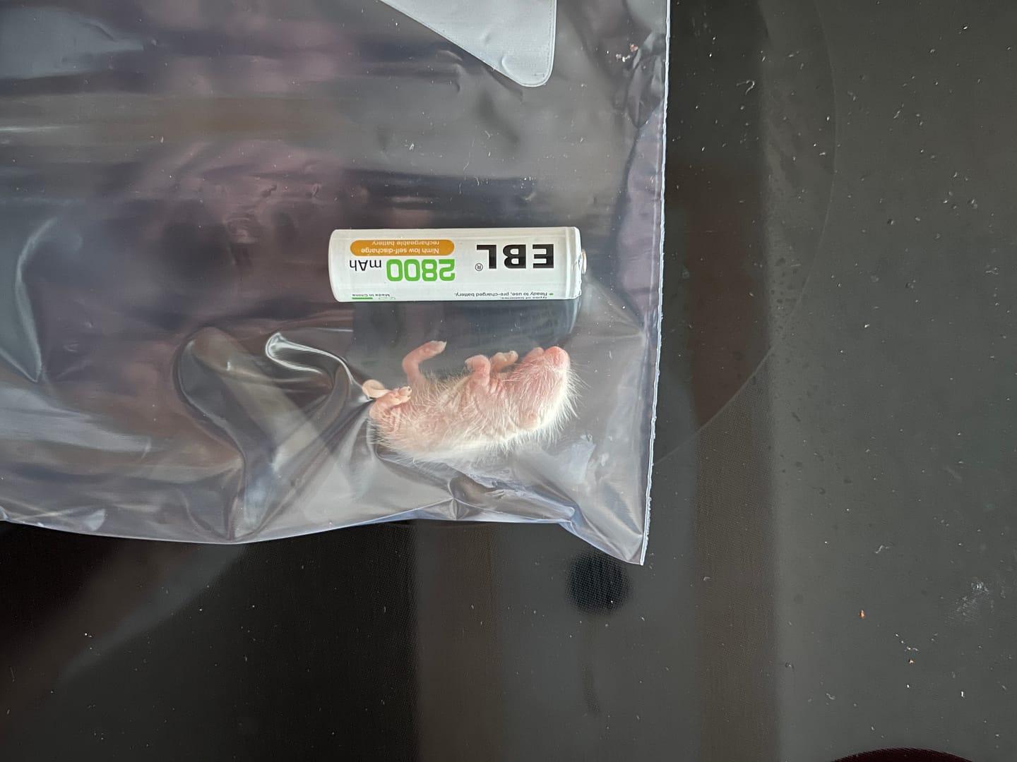 Customer photo review of Pinky ASF Rats (25 Count)