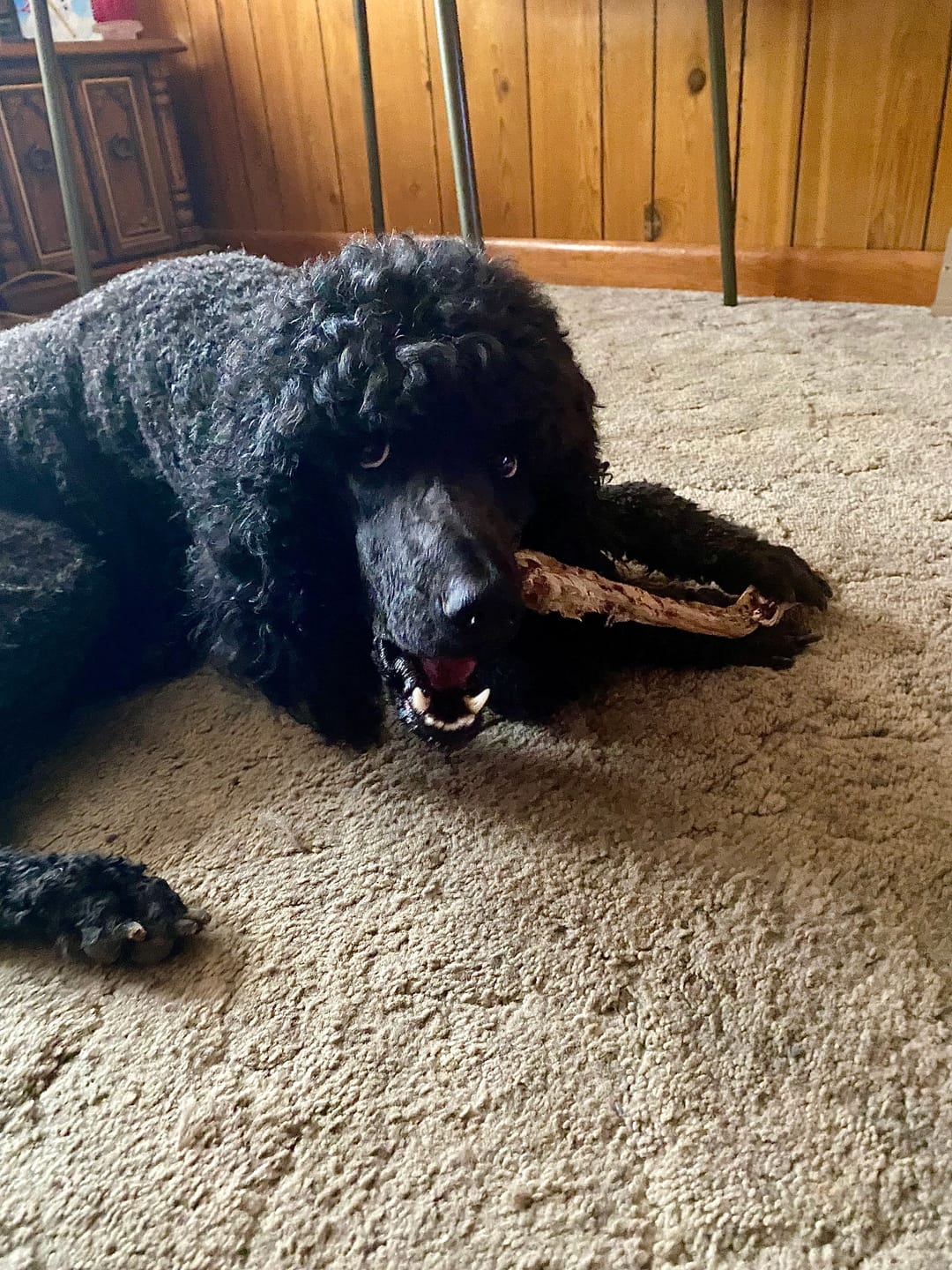 Customer photo review of Ostrich Tendon Twister (16" x 2.5" x 1"): The Satisfying, All-Natural Chew for Dental Health & Joint Support