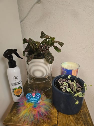 Customer photo review of Houseplant Pest Spray