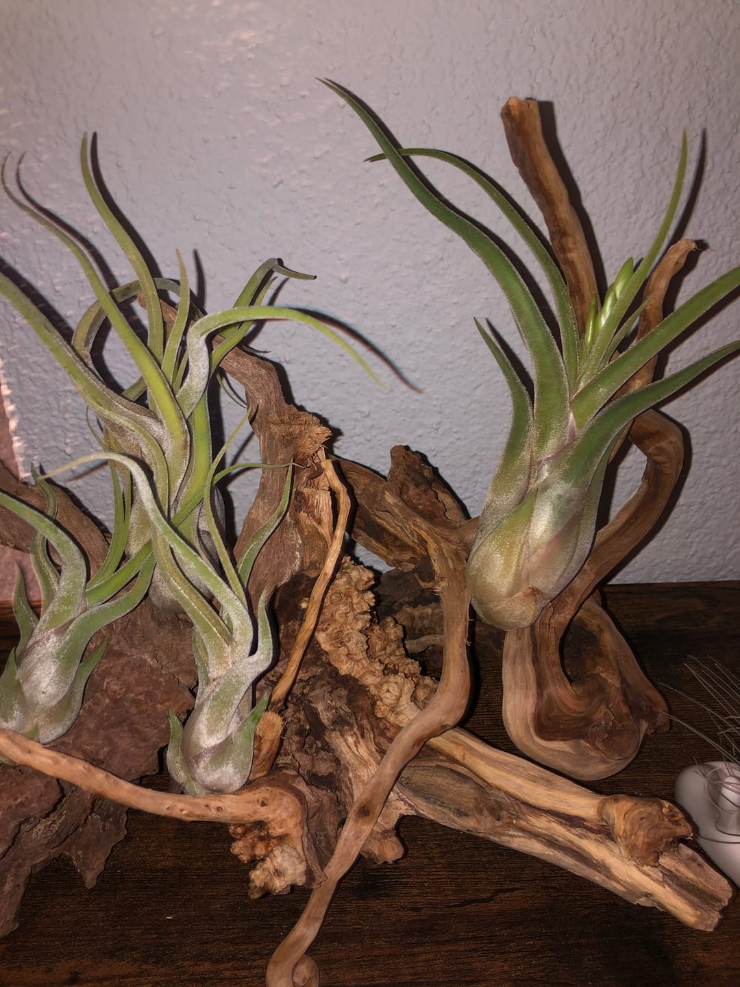 Customer photo review of Tillandsia caput medusae
