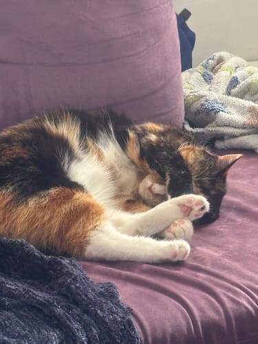 Customer photo review of 1 Month Supply – 1 Cat