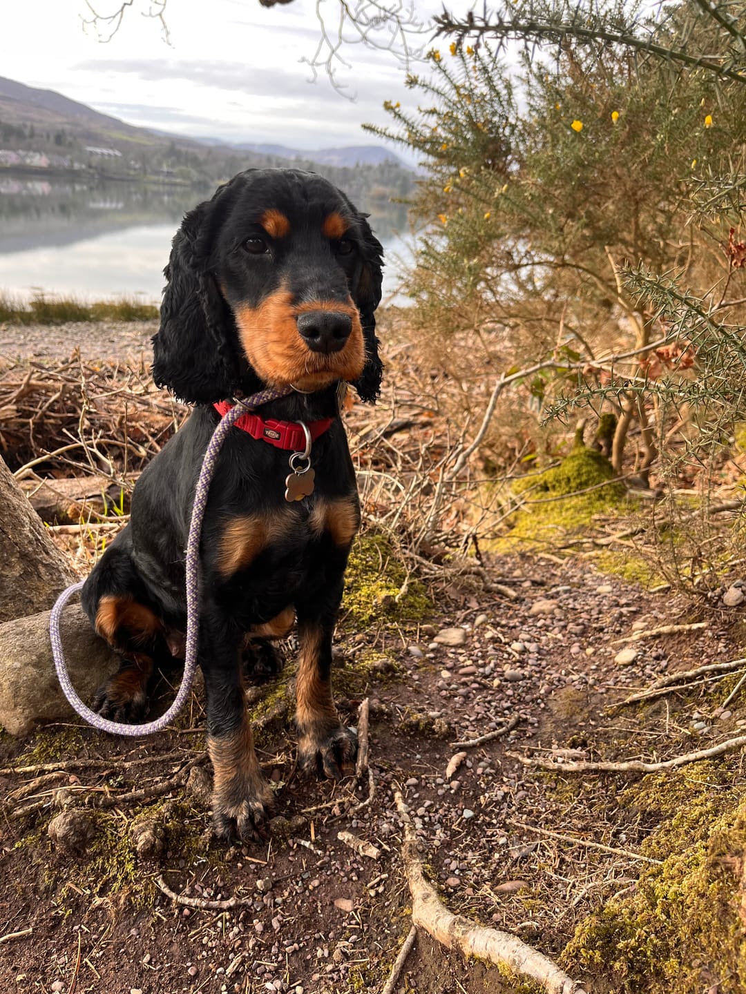 Customer photo review of Remote Training Collar | for All Size Dogs