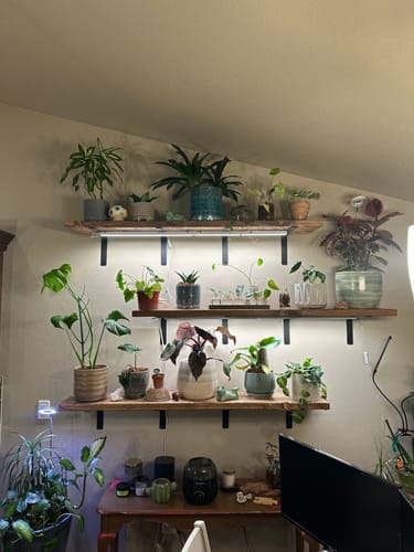 Customer photo review of Plant Food