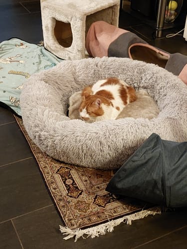 undefined review of Puppery Hundebett Wolke 7 - Das Original image 1 out of 3