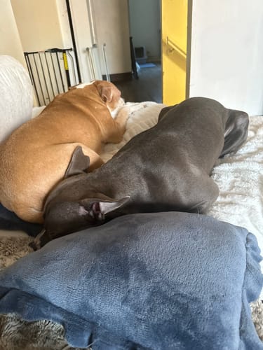 Customer photo review of Pumpkin Yak Chews