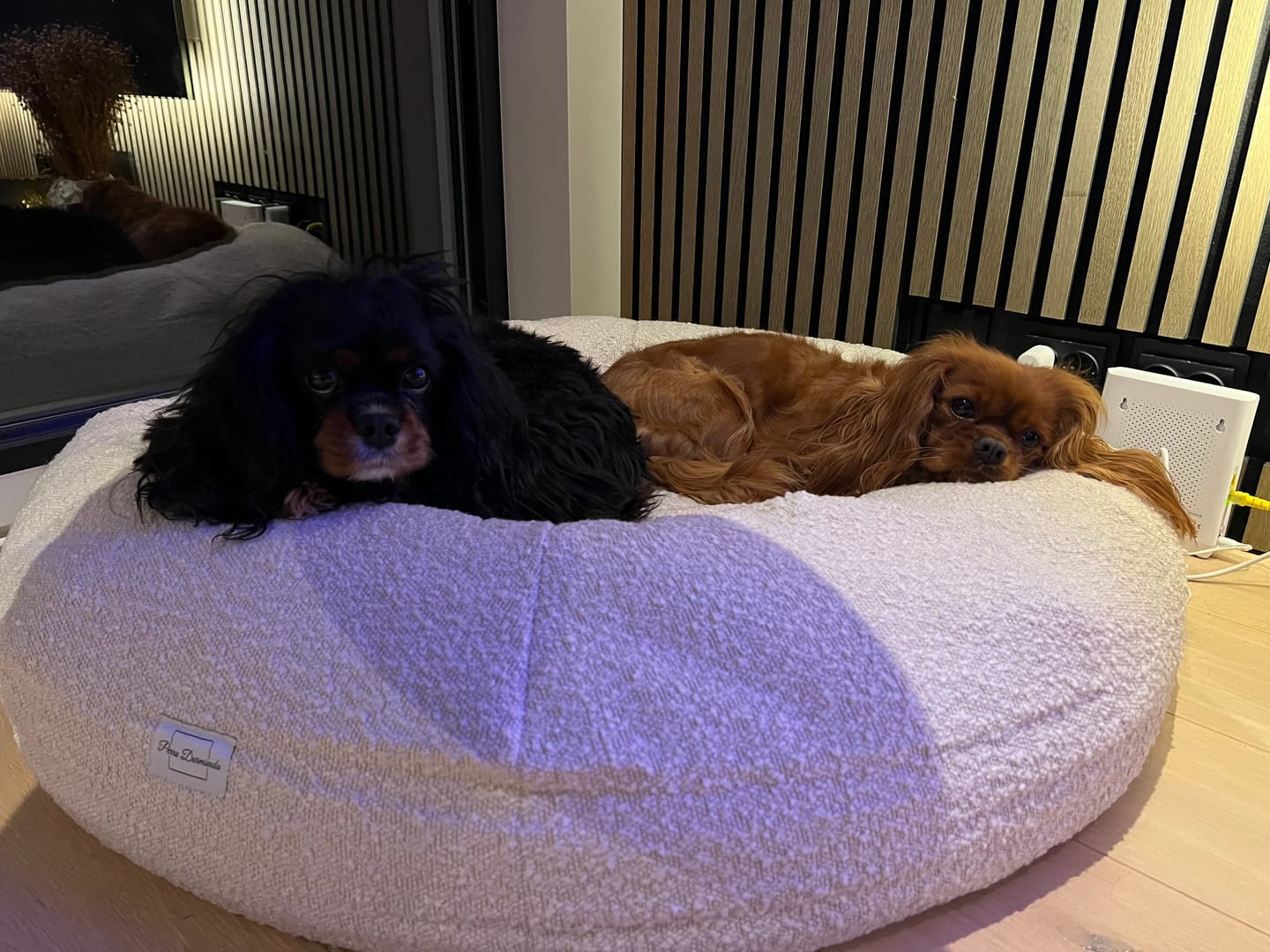 Customer photo review of Perro Durmiendo bouclé donut - Cream