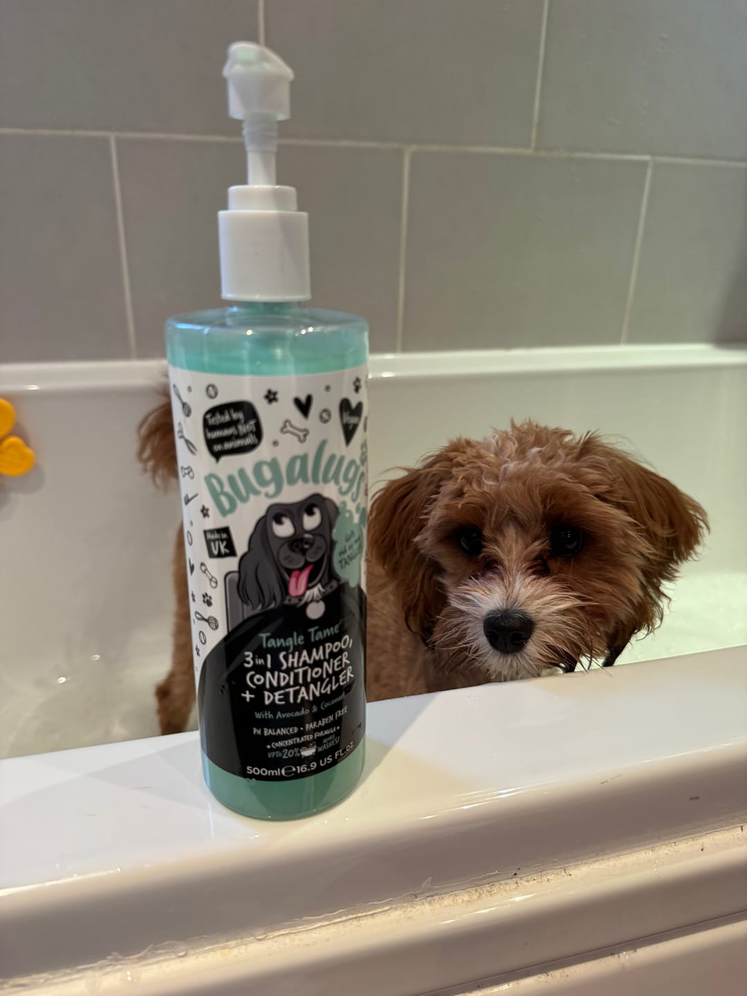 Customer photo review of 3 in 1 Tangle Tame Dog Shampoo, Conditioner & Detangler
