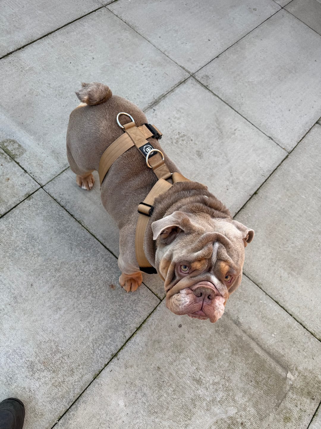 Customer photo review of Training Anti Pull TRI-Harness® | M-XL Breeds - Tan