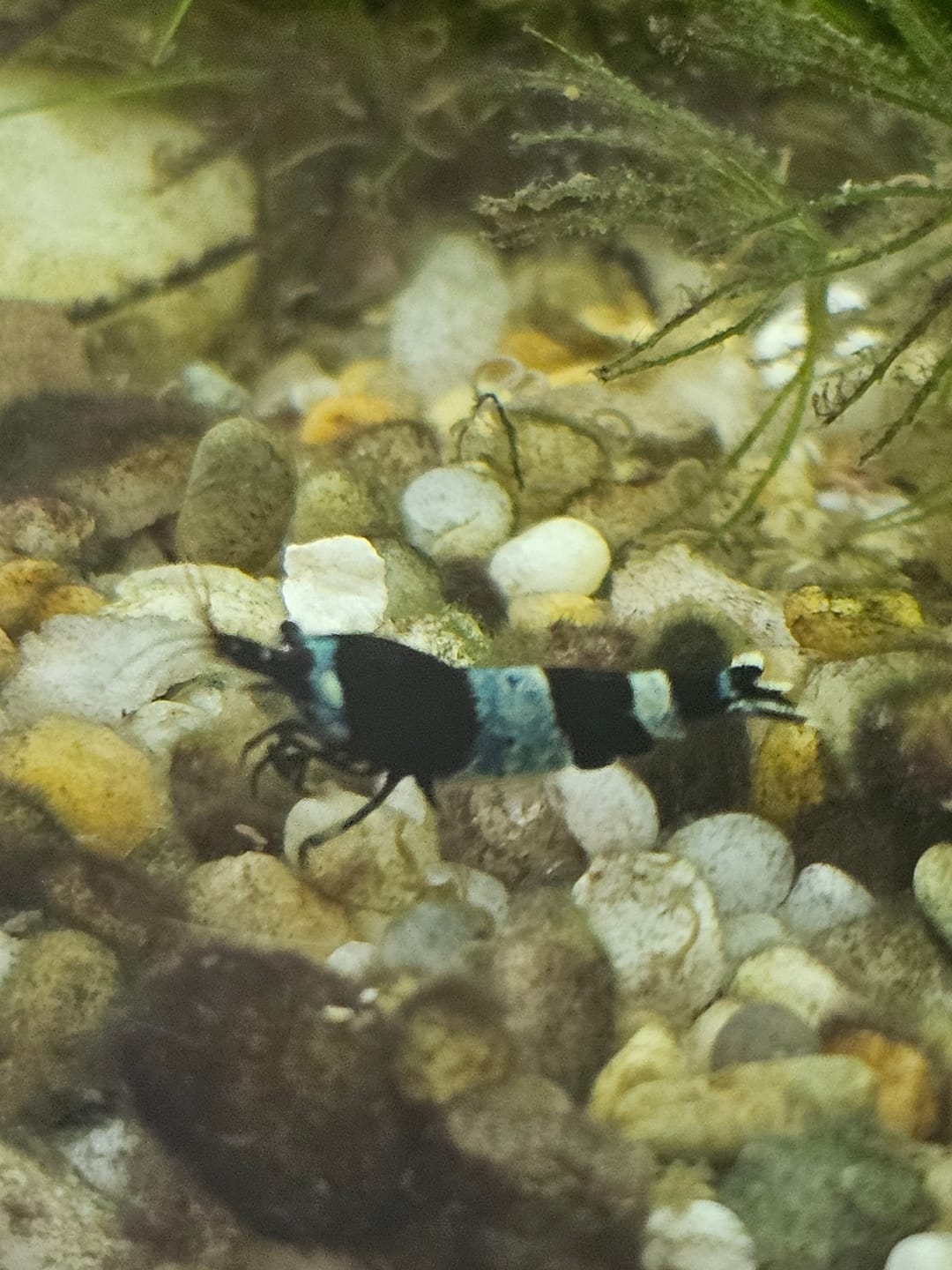 Customer photo review of Shadow Panda Shrimp