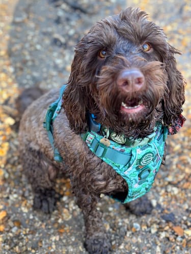 Customer photo review of Disney© Tough Trails™ Harness - Jungle Book