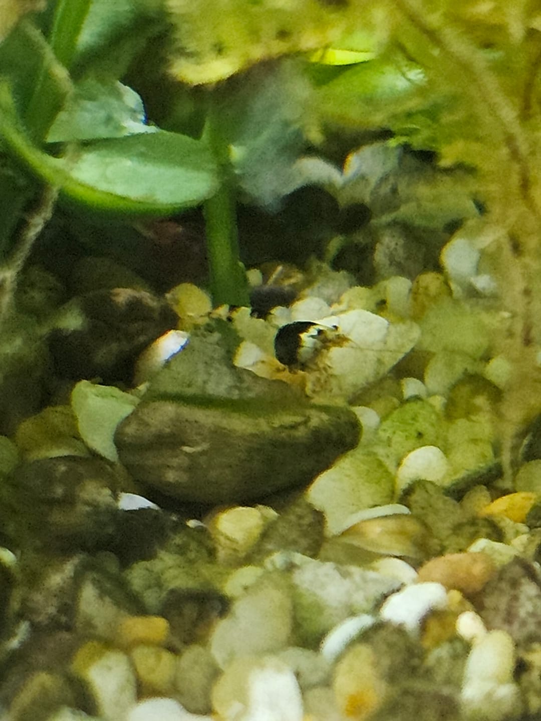 Customer photo review of Crystal Black Shrimp