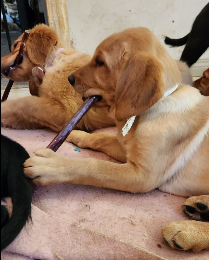 Customer photo review of 12 Inch Beef Jerky Stick
