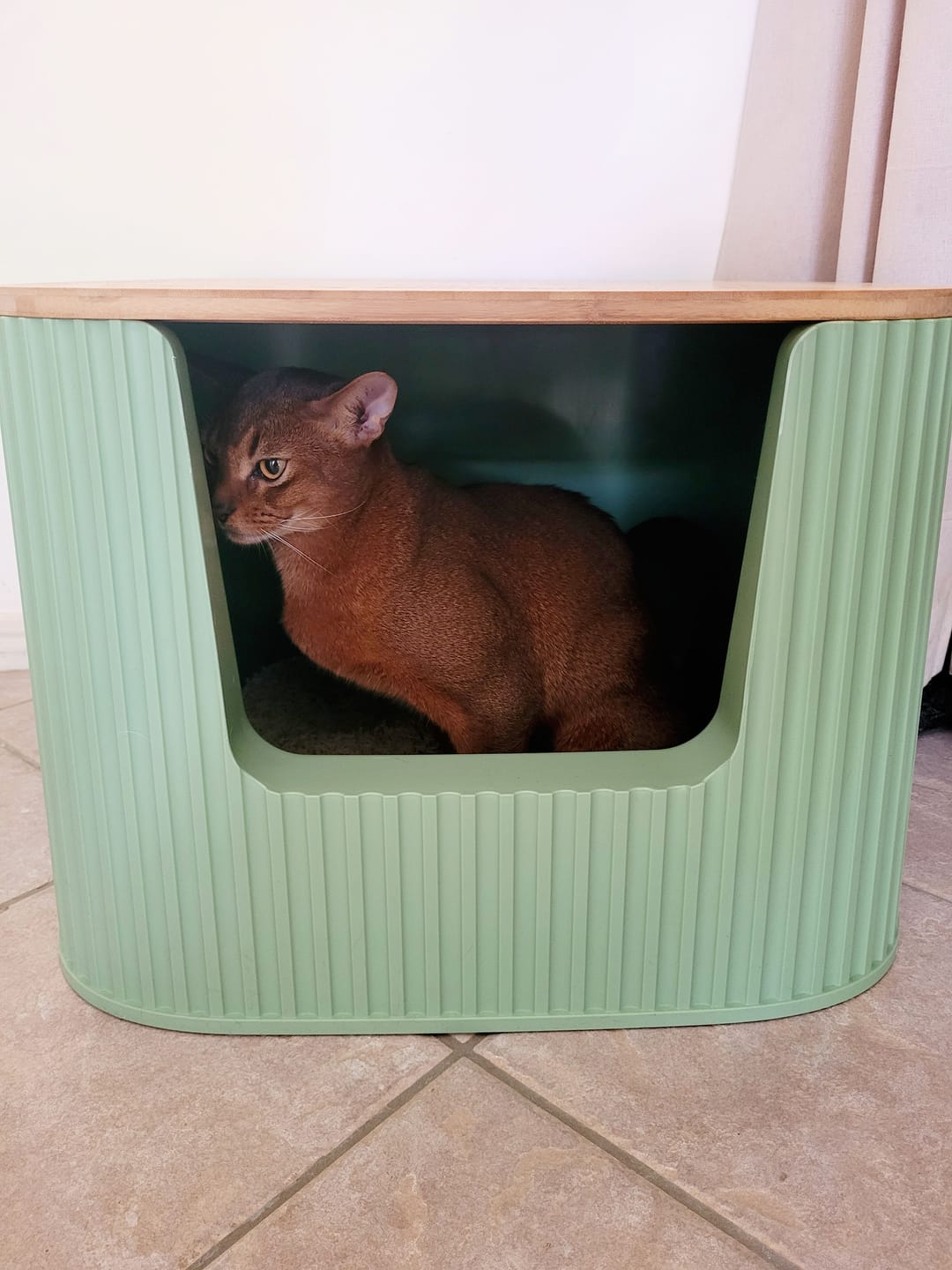 Customer photo review of Michu XXL Sage Deluxe Cat Litter Box - Spacious Design