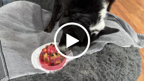 Customer video review of FreezLava Heavy-Duty Enrichment Chew