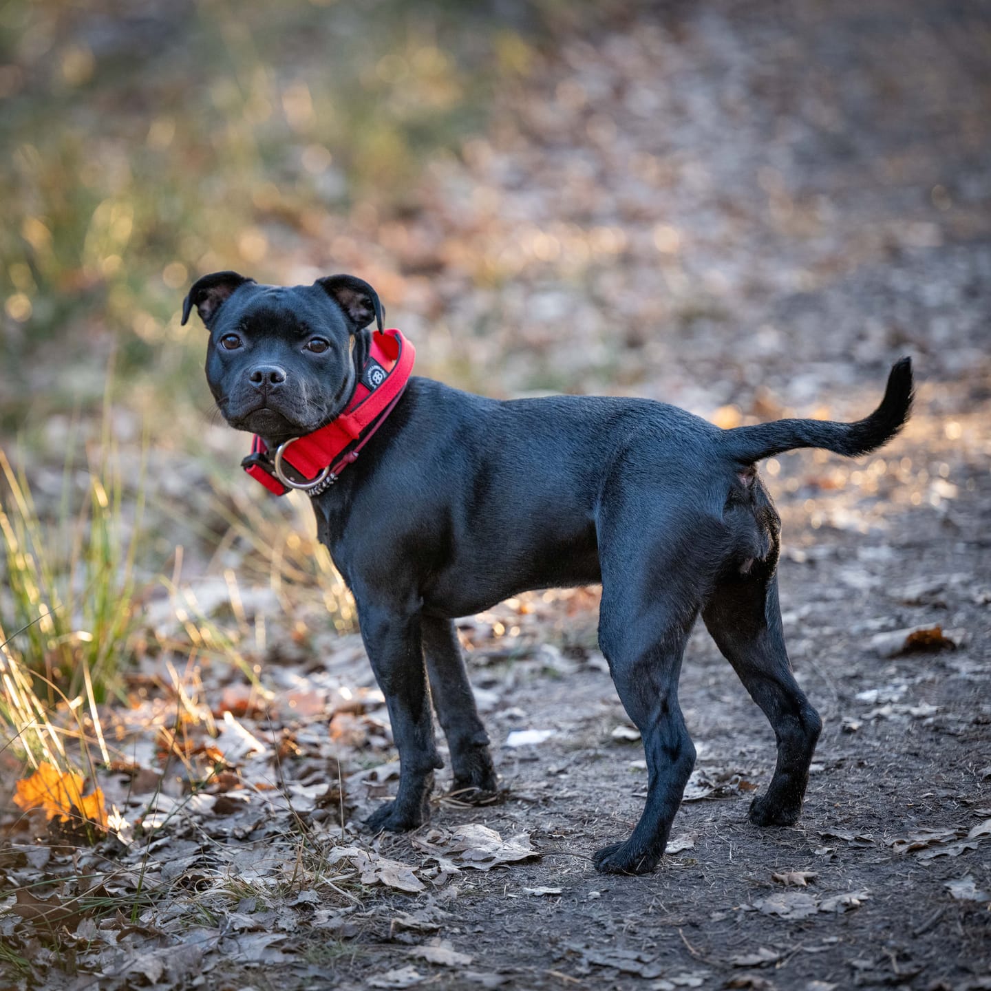 Customer photo review of 4cm Combat® Collar | Handle & Rated Clip - Red