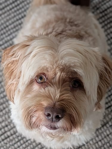 Customer photo review of Natural Dog Soap Bar. Specially formulated for soft, smooth and radiant dog skin and coat.