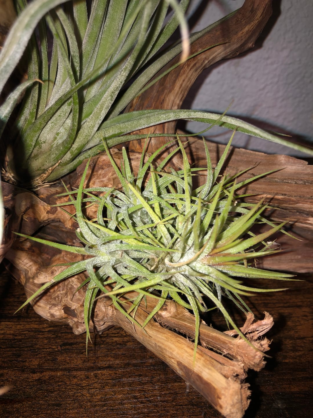 Customer photo review of Tillandsia ionantha 'mexico' - PULK