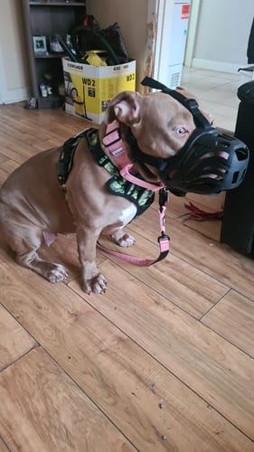 Customer photo review of Flexible Cage Muzzle - TPE Material - Legal Requirement | S-XL Breeds - Black