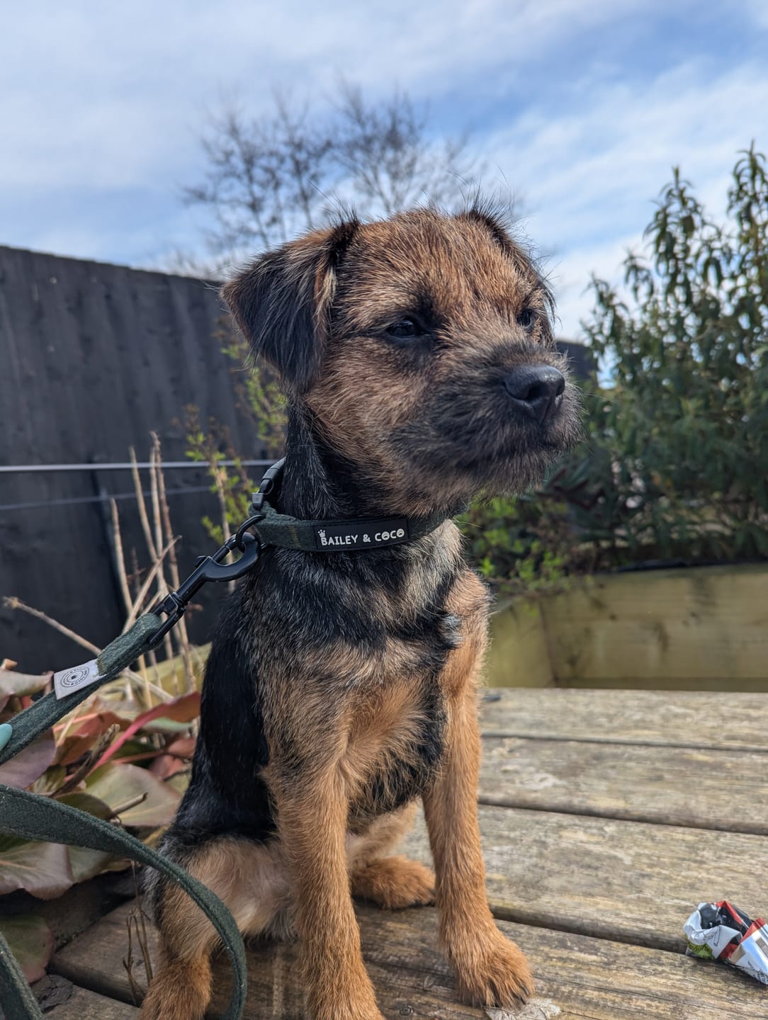 Customer photo review of Adjustable Collar - Forest Tweed