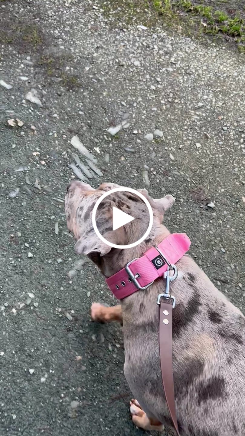 Customer video review of 5cm Pin Buckle Collar | With Handle - Pink