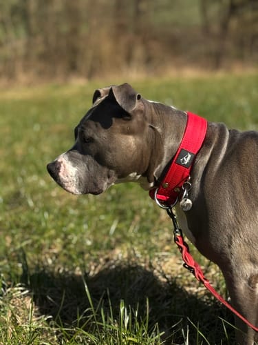 Customer photo review of Active Rött - Brett slitstarkt halsband med spänne