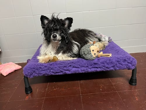 Zoe S. review of Purple Cosy Sleeve image 1 out of 2