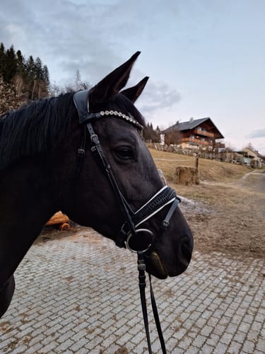 Customer photo review of Croco Glitzer Trense mit Weißem Pad VB