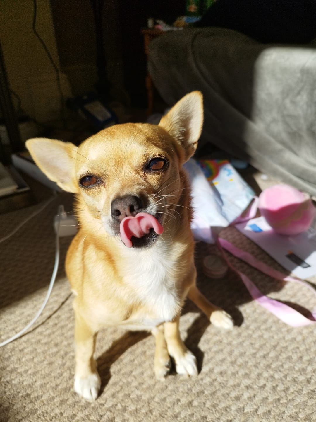 Customer photo review of Petsmile Professional Pet Toothpaste (Rotisserie Chicken Flavour)