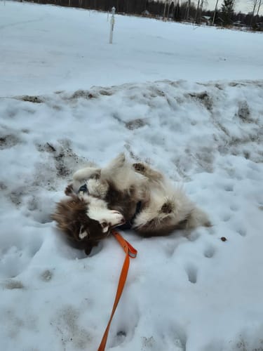 Customer photo review of Guard Leash Safe Orange - Väktarkoppel med handtag & reflex