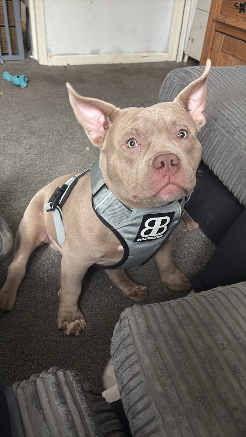 Customer photo review of Comfort Premium Harness | Non Restrictive - Metal Grey