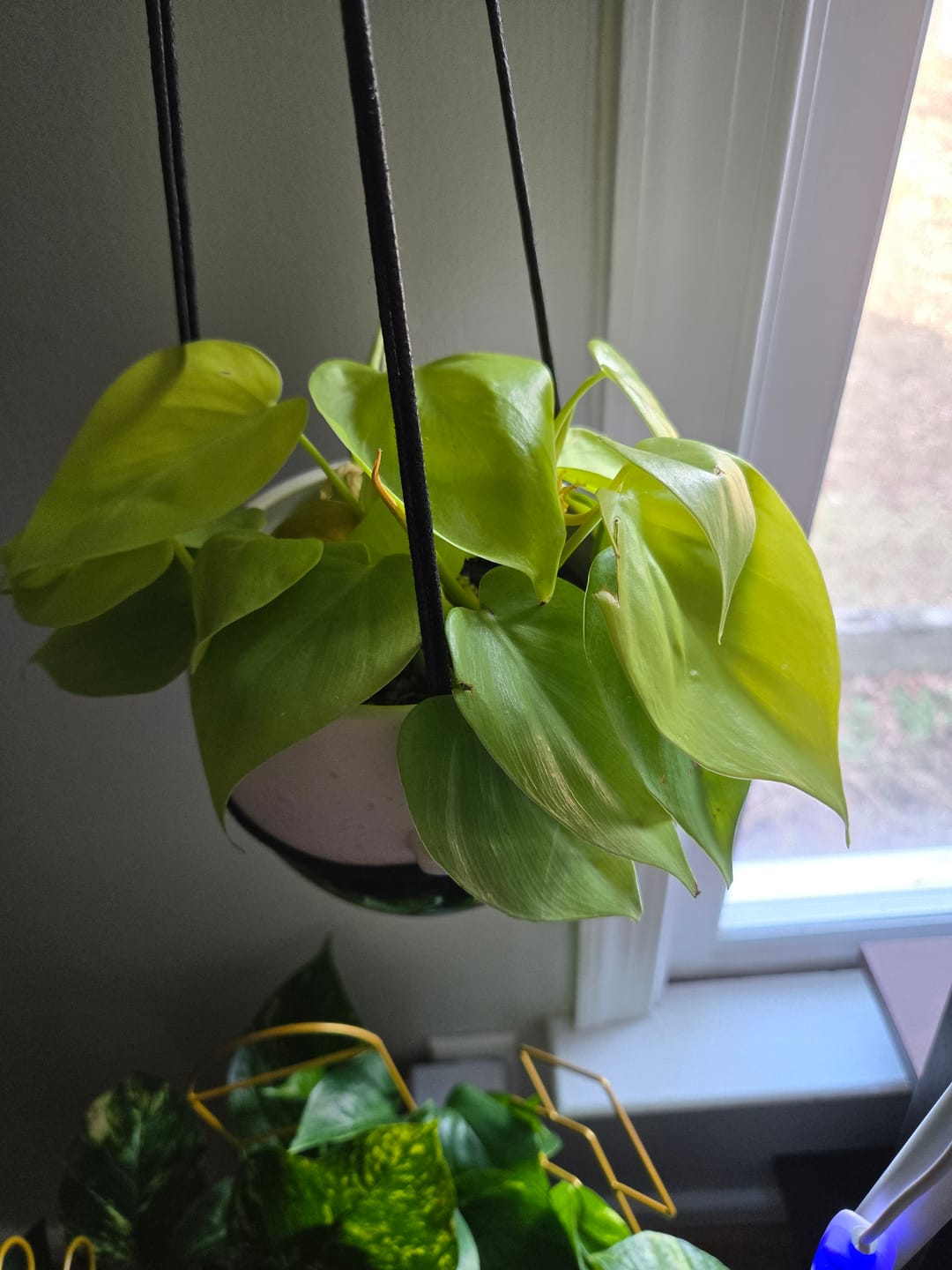 Customer photo review of Philodendron hederaceum 'Lemon Lime'