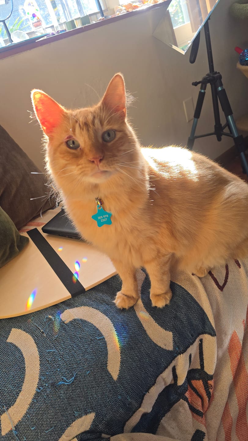 Customer photo review of Royal Canin Veterinary Diet - Urinary SO + Hydrolyzed Protein Dry Cat Food