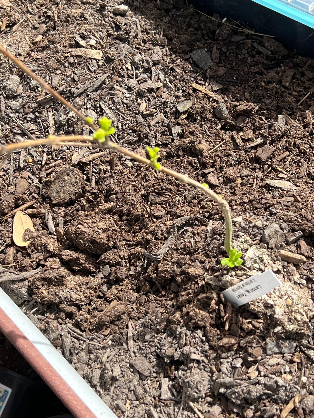 Customer photo review of Texas Lantana