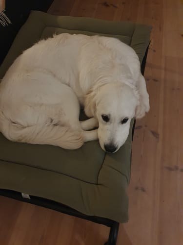 Customer photo review of HiK9 Bed with Black Mesh Cover