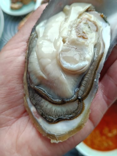 Customer photo review of Live NZ Oysters (Coromandel)