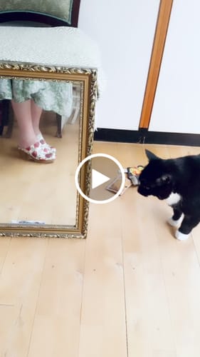 Customer video review of Lisa Rose