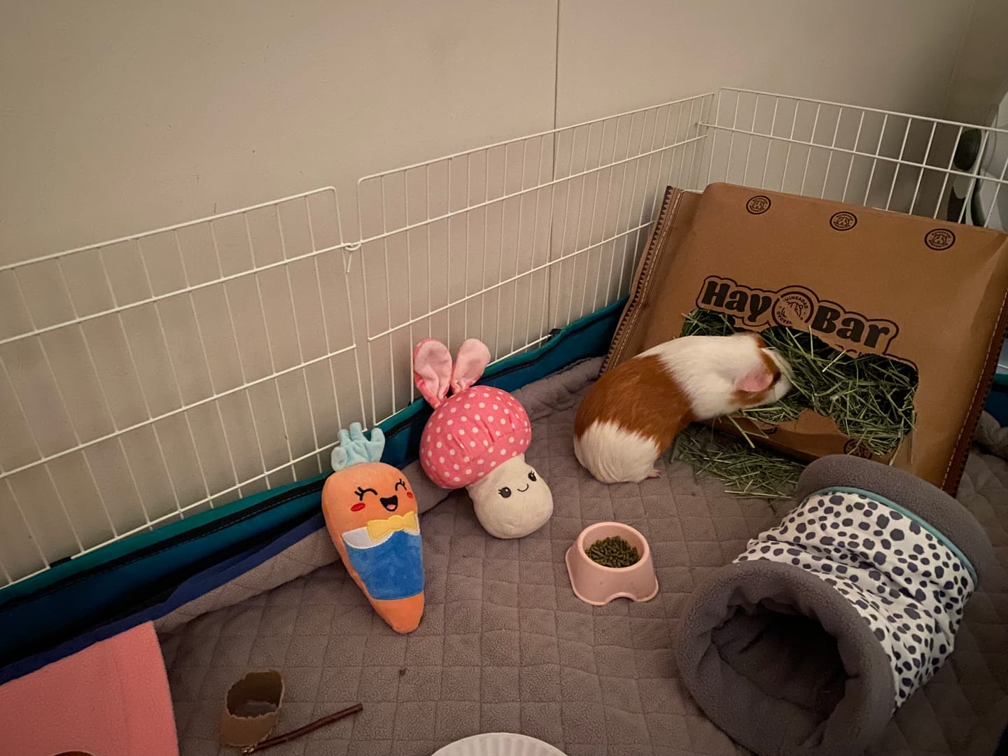 Customer photo review of Timothy Hay Bar for Guinea Pigs (5 Pack)