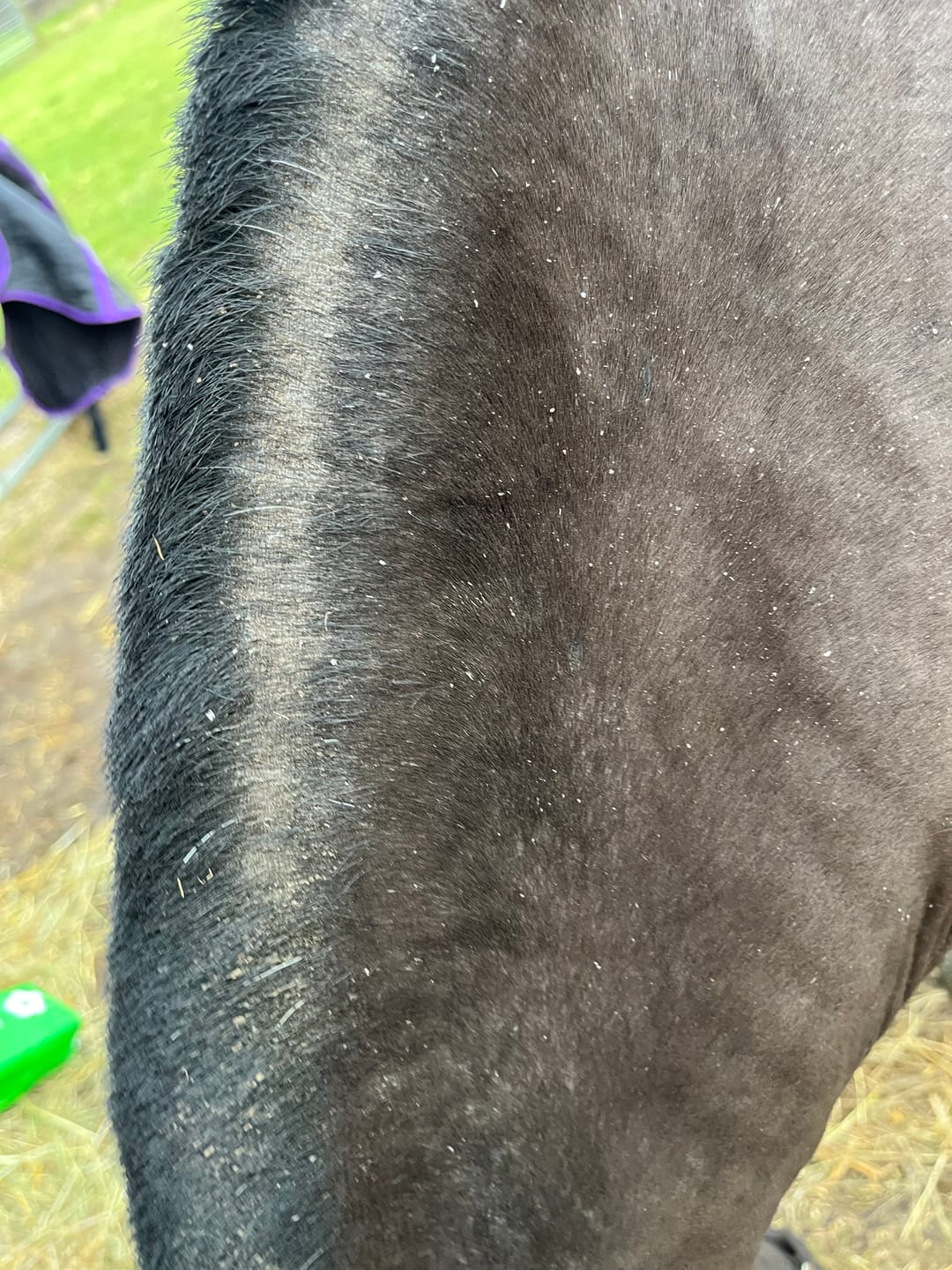 Customer photo review of Horse Skin Rescue Bundle