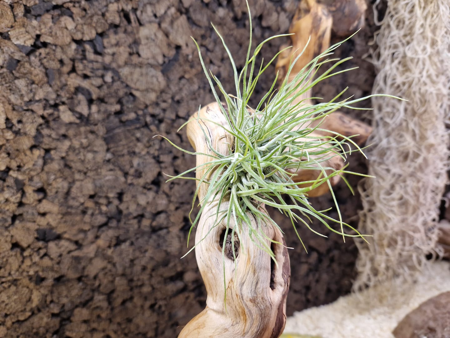Customer photo review of Tillandsia schiedeana major - Mini Pulk