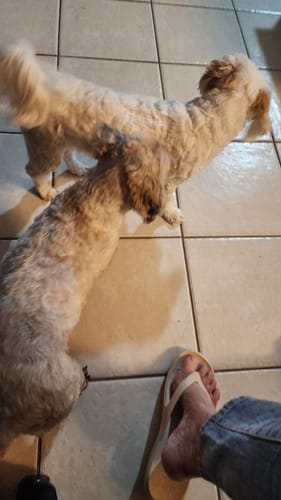 Customer photo review of PaWz GroomMate Pet Grooming Kit