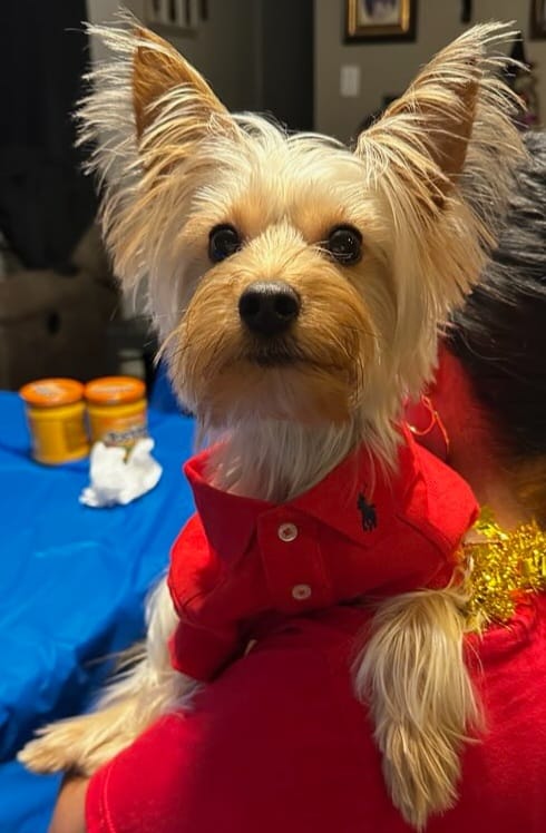 Customer photo review of Polo Ralph Lauren Cotton-Mesh Dog Polo Shirt