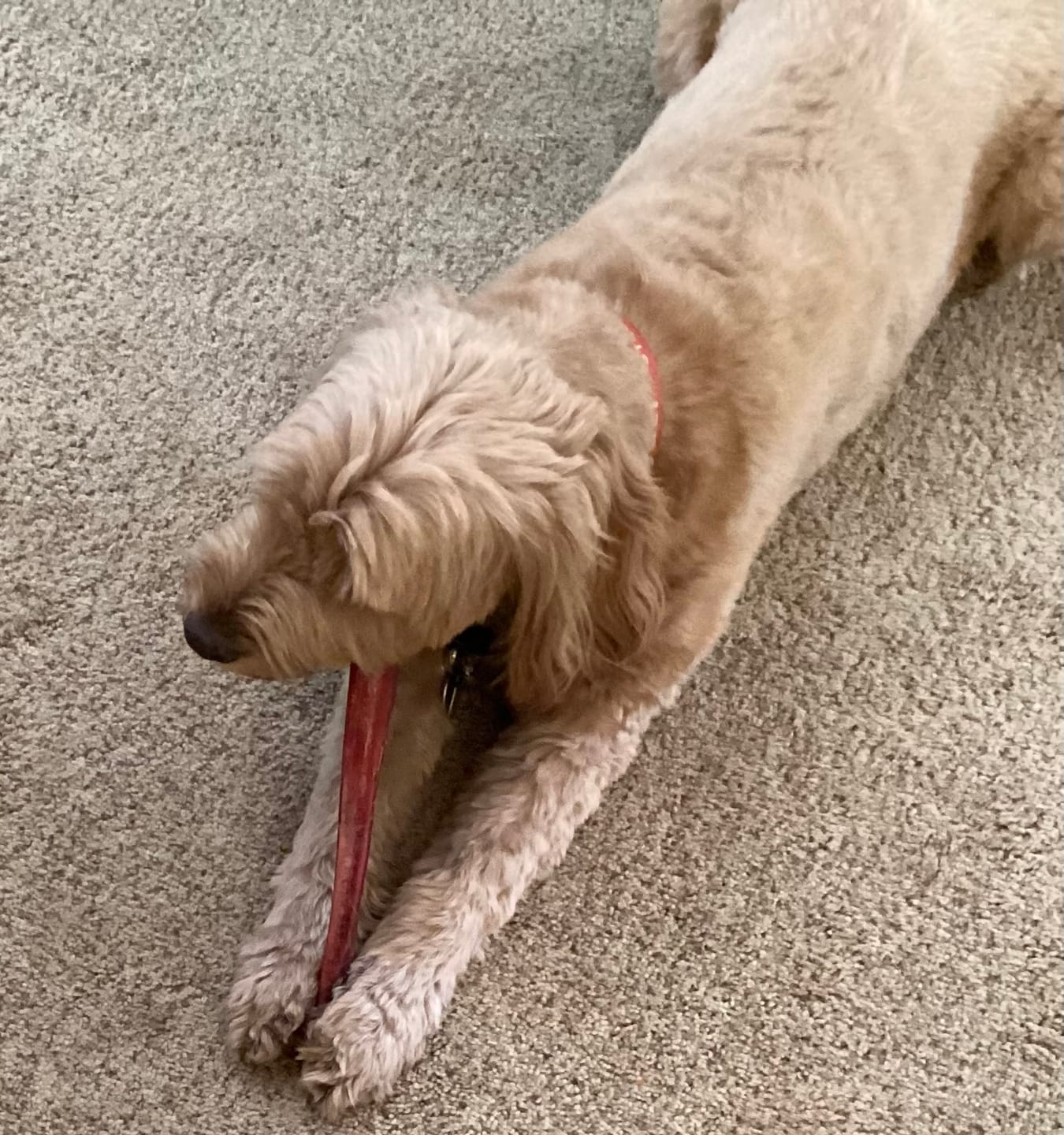 Customer photo review of 12 Inch Extra Thick Bully Sticks