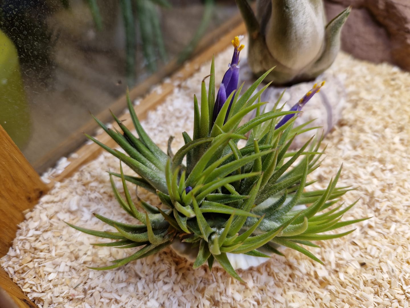 Customer photo review of Tillandsia ionantha 'mexico' - PULK