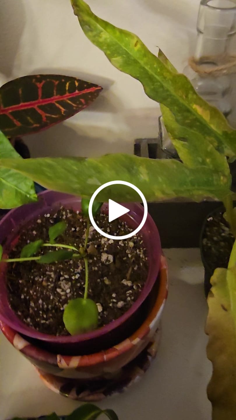 Customer video review of Philodendron ‘Ring of Fire’