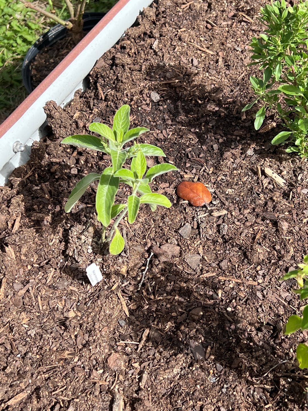 Customer photo review of Mexican Honeysuckle