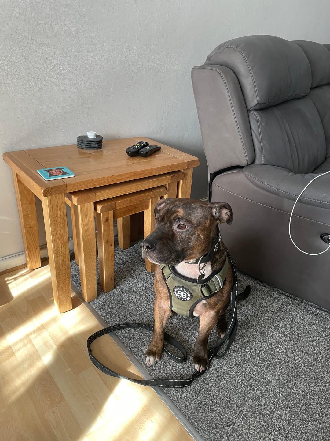 Customer photo review of Comfort Premium Harness | Non Restrictive - Khaki